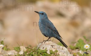 Photos of Blue Rock Thrush (Monticola solitarius)