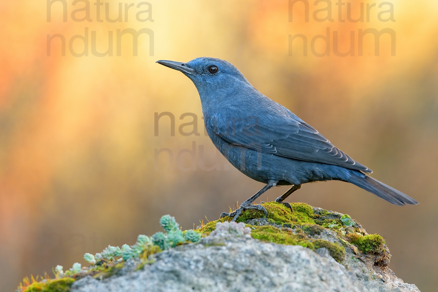 Photos of Blue Rock Thrush (Monticola solitarius)