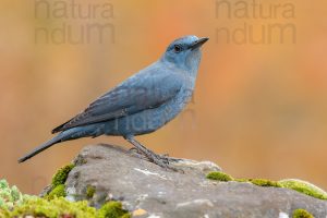 Photos of Blue Rock Thrush (Monticola solitarius)