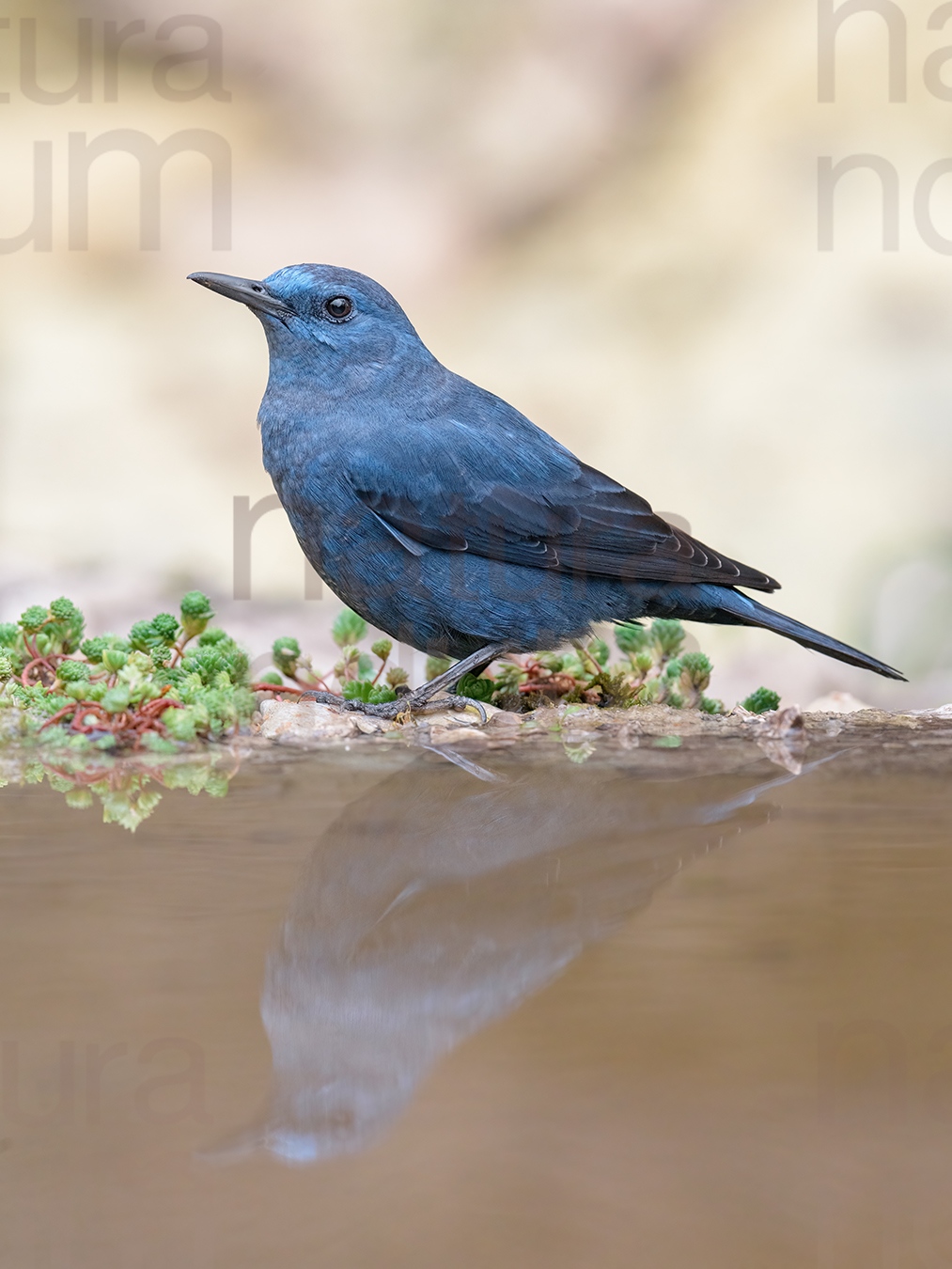 Photos of Blue Rock Thrush (Monticola solitarius)