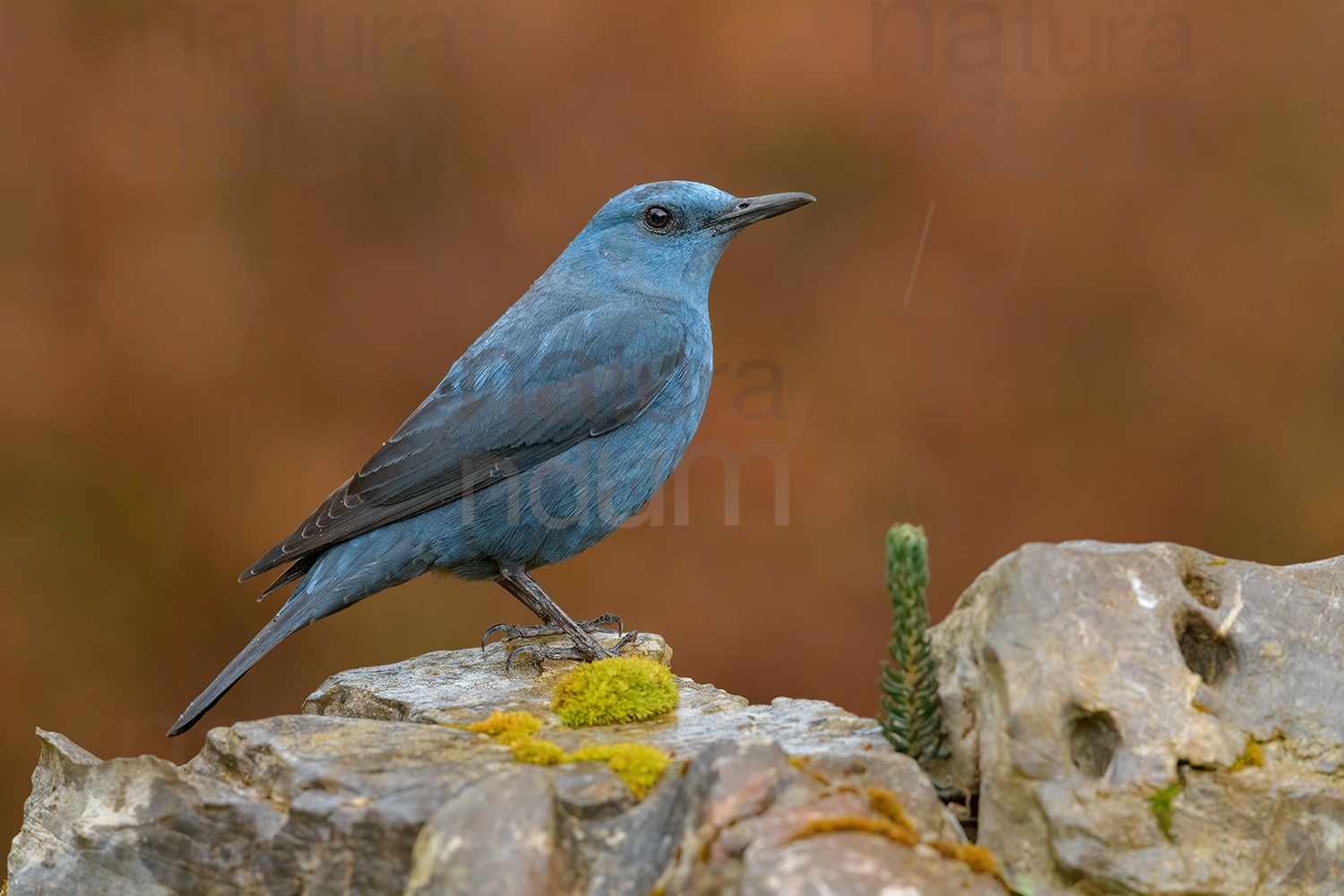 Photos of Blue Rock Thrush (Monticola solitarius)