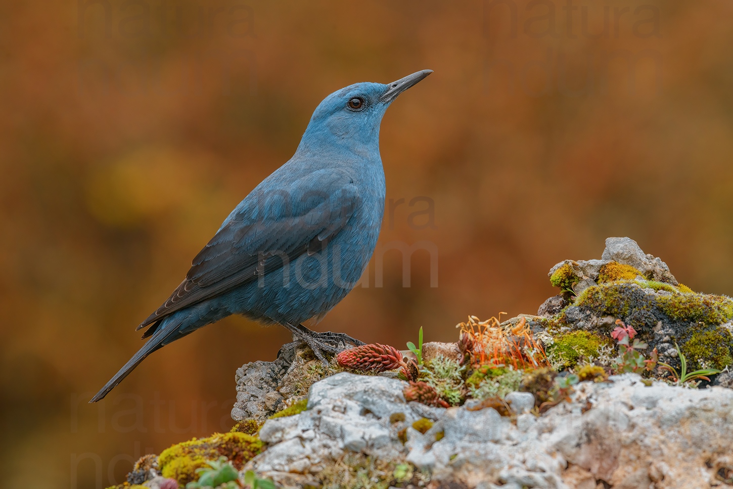 Photos of Blue Rock Thrush (Monticola solitarius)