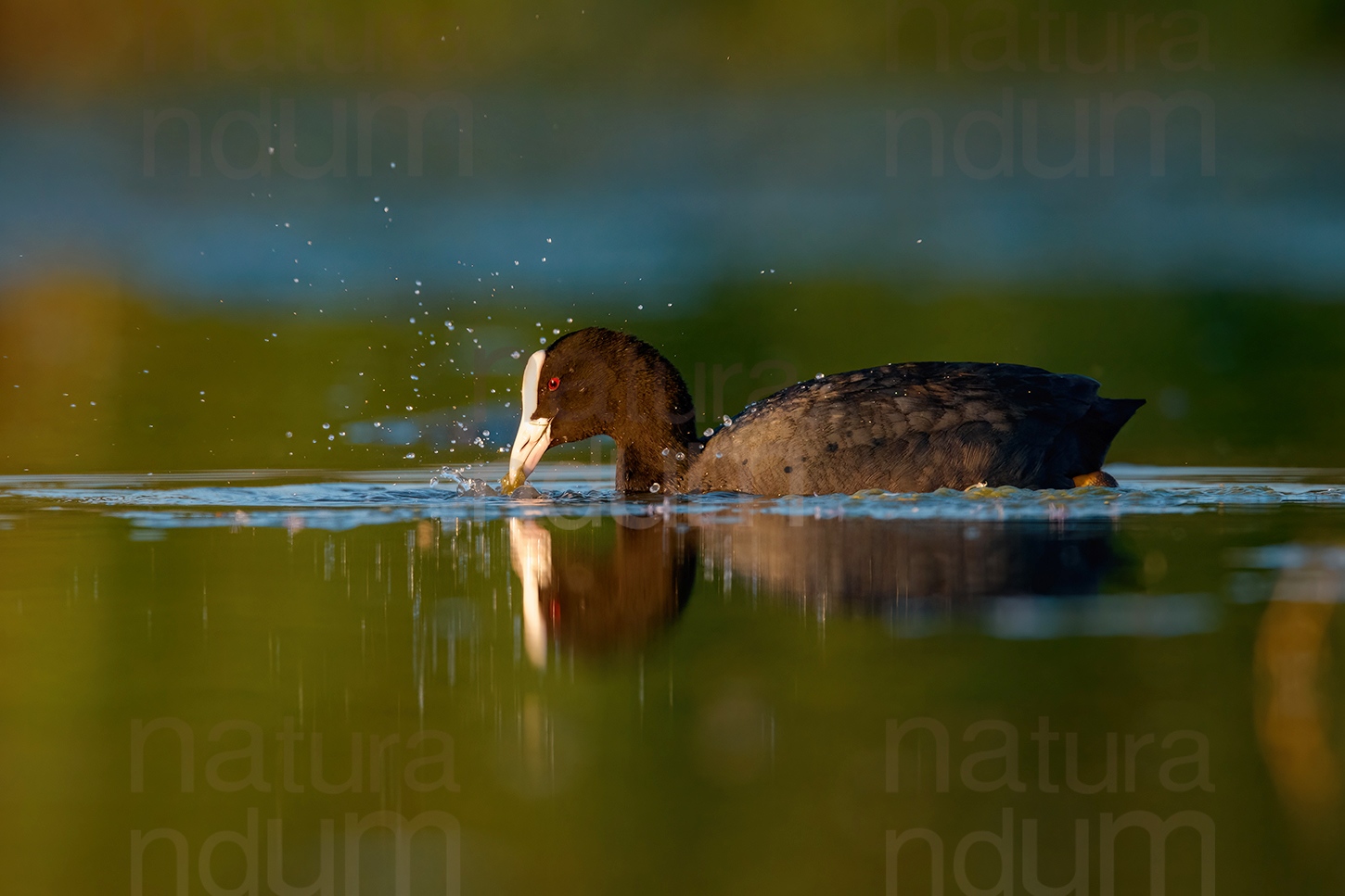 Foto di Folaga (Fulica atra)