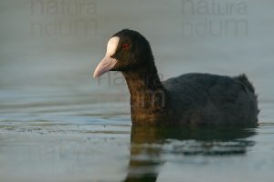 Foto di Folaga (Fulica atra)