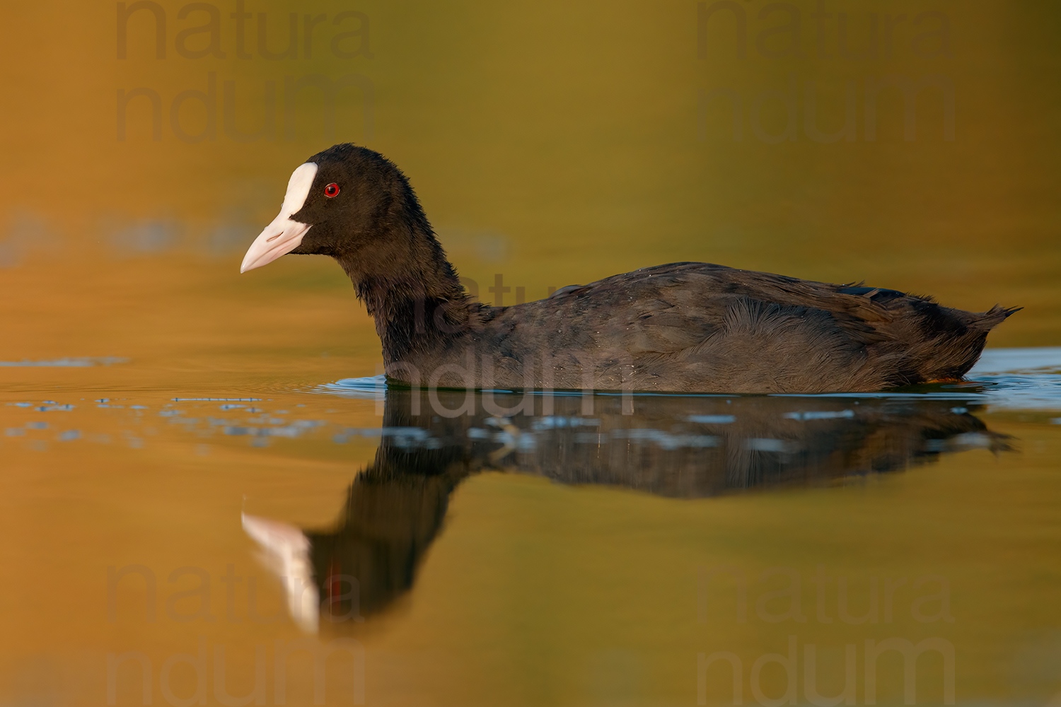 Foto di Folaga (Fulica atra)