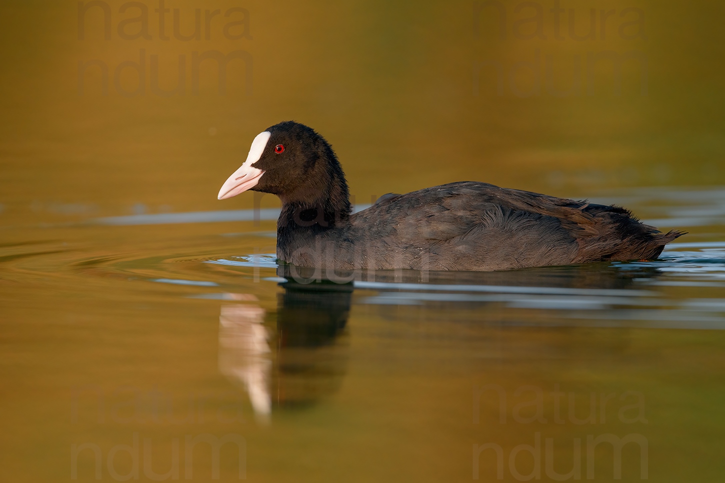 Foto di Folaga (Fulica atra)