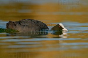 Foto di Folaga (Fulica atra)