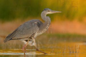 Photos of Grey Heron (Ardea cinerea)