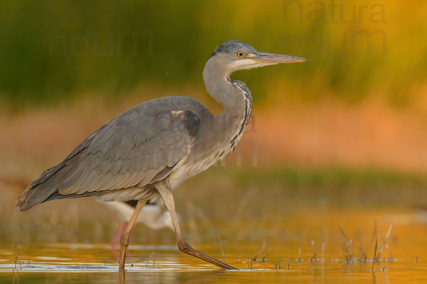 Foto di Airone cenerino (Ardea cinerea)