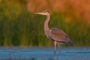 Foto di Airone cenerino (Ardea cinerea)