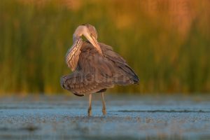 Foto di Airone cenerino (Ardea cinerea)