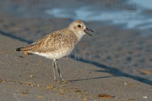 Foto di Pivieressa (Pluvialis squatarola)