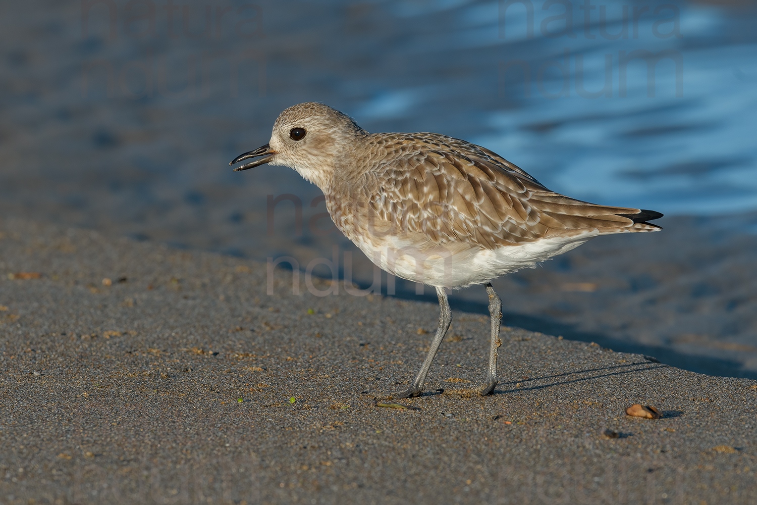 Foto di Pivieressa (Pluvialis squatarola)