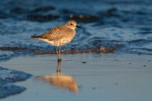 Photos of Grey Plover (Pluvialis squatarola)