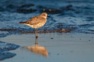 Foto di Pivieressa (Pluvialis squatarola)