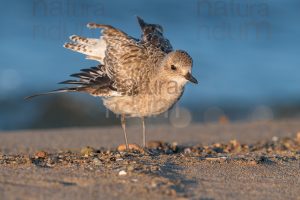 Foto di Pivieressa (Pluvialis squatarola)