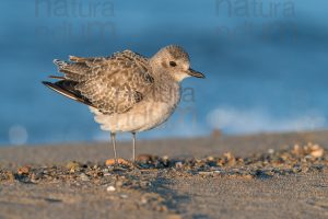 Foto di Pivieressa (Pluvialis squatarola)