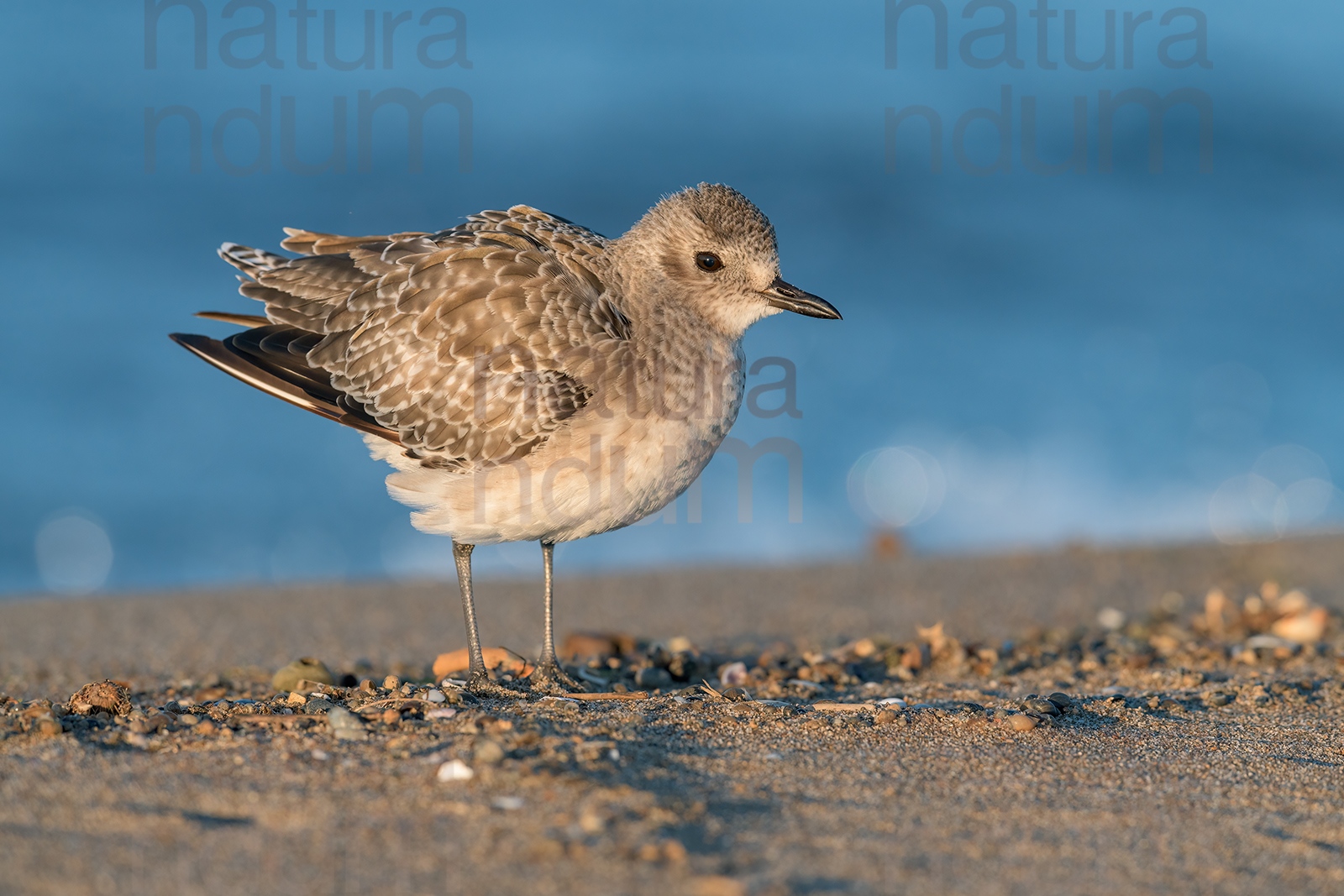 Photos of Grey Plover (Pluvialis squatarola)