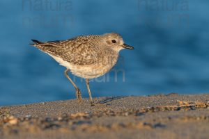 Foto di Pivieressa (Pluvialis squatarola)