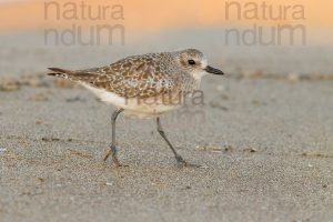 Foto di Pivieressa (Pluvialis squatarola)