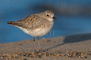 Foto di Pivieressa (Pluvialis squatarola)