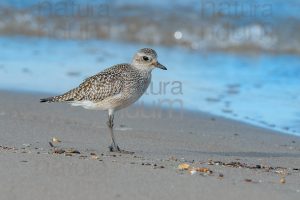 Foto di Pivieressa (Pluvialis squatarola)