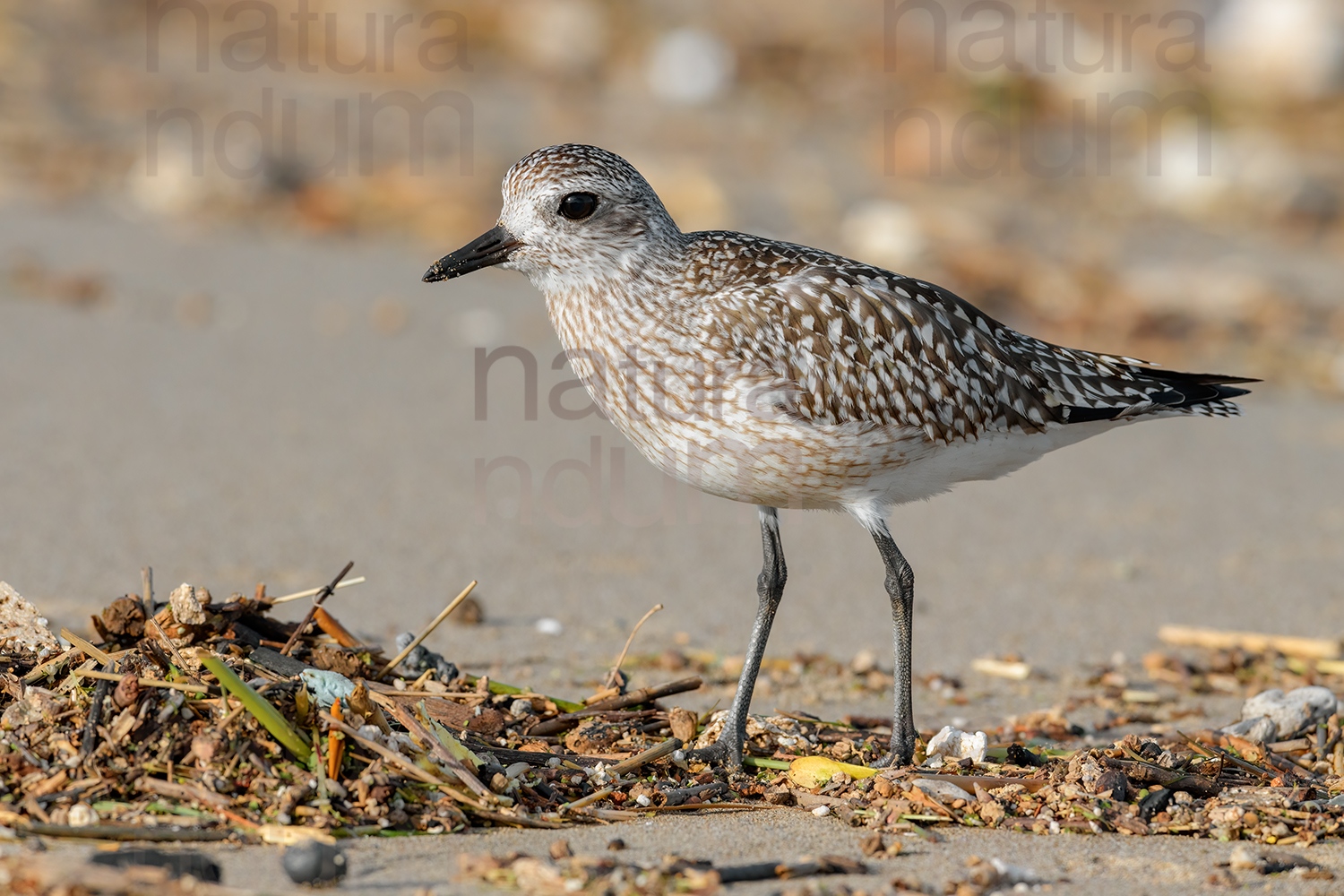 Photos of Grey Plover (Pluvialis squatarola)