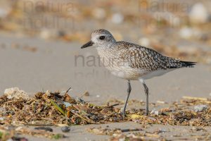 Foto di Pivieressa (Pluvialis squatarola)