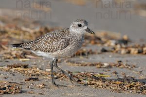 Foto di Pivieressa (Pluvialis squatarola)