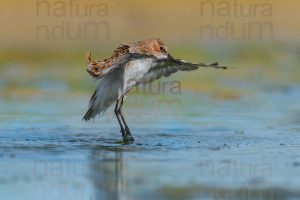 Foto di Gambecchio comune (Calidris minuta)