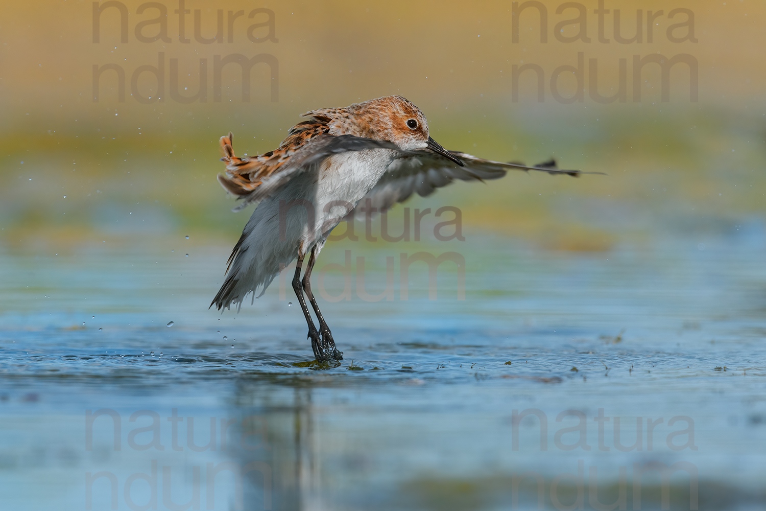 Foto di Gambecchio comune (Calidris minuta)