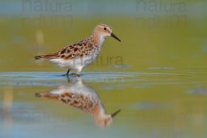 Foto di Gambecchio comune (Calidris minuta)