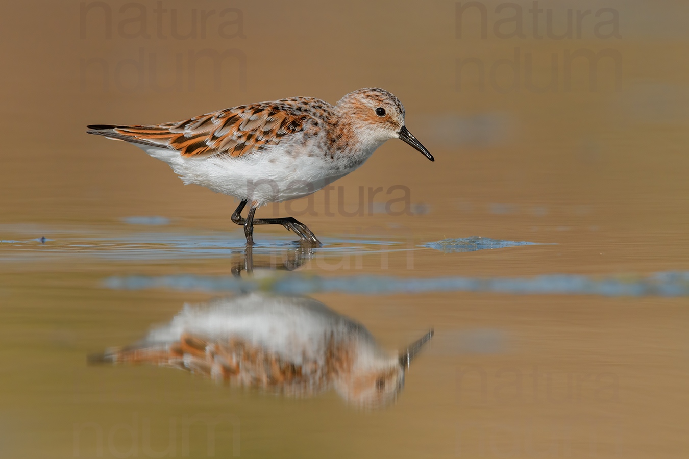 Foto di Gambecchio comune (Calidris minuta)