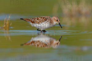 Foto di Gambecchio comune (Calidris minuta)