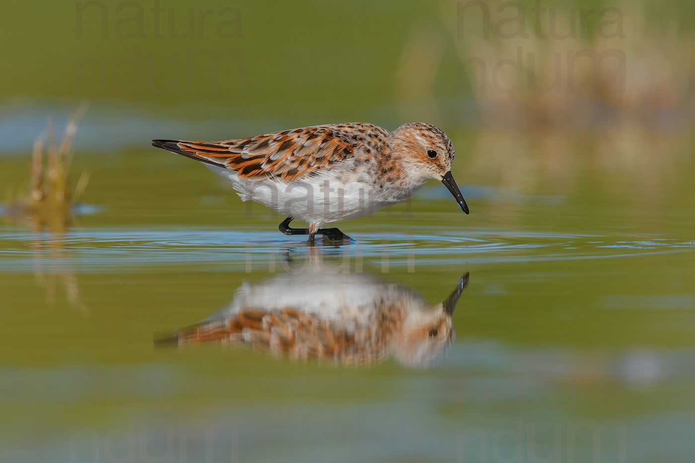 Photos of Little Stint (Calidris minuta)