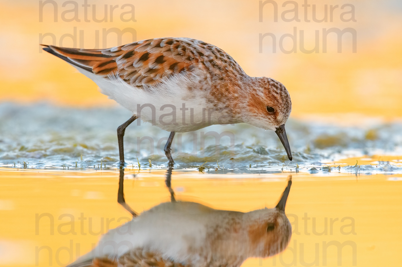 Foto di Gambecchio comune (Calidris minuta)