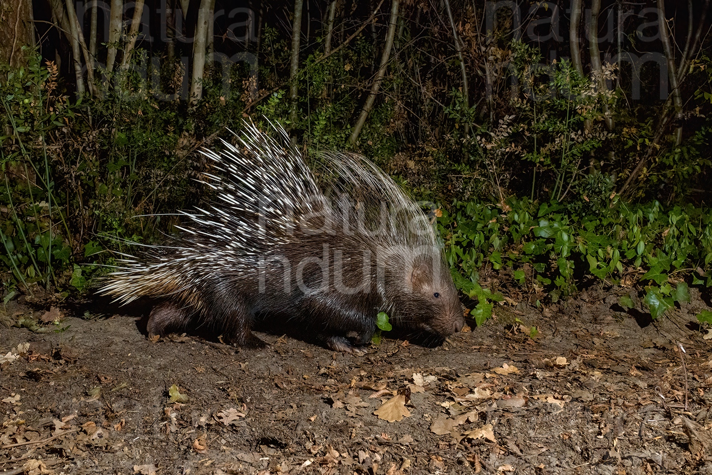 Photos of Porcupine (Hystrix cristata)