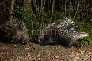 Foto di Istrice (Hystrix cristata)