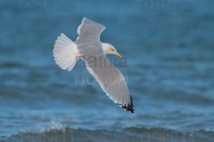 Foto di Gabbiano reale (Larus michahellis)