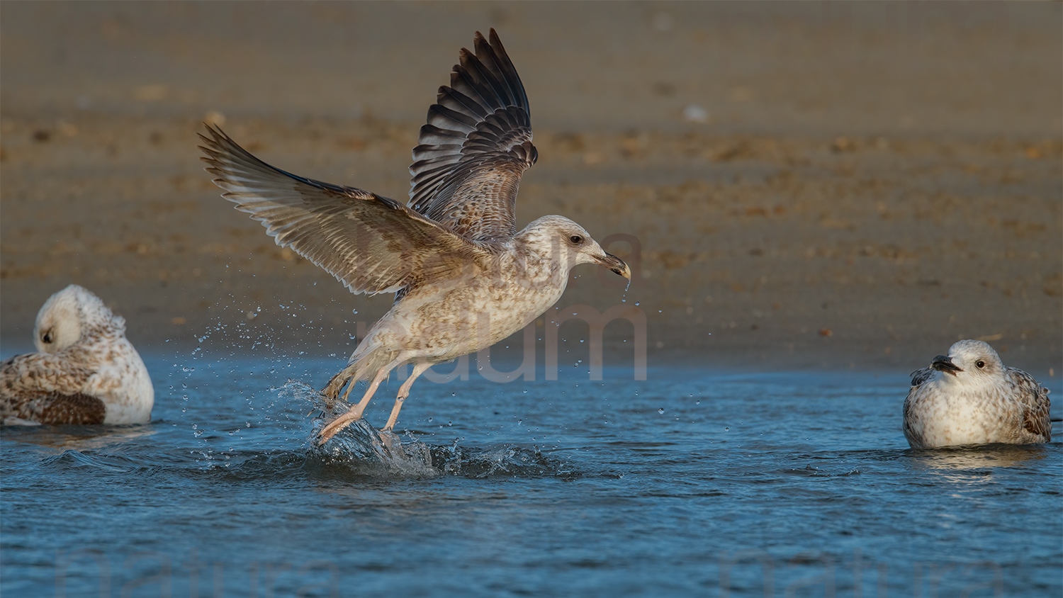 Foto di Gabbiano reale (Larus michahellis)