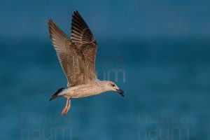 Photos of Yellow-legged Gull (Larus michahellis)