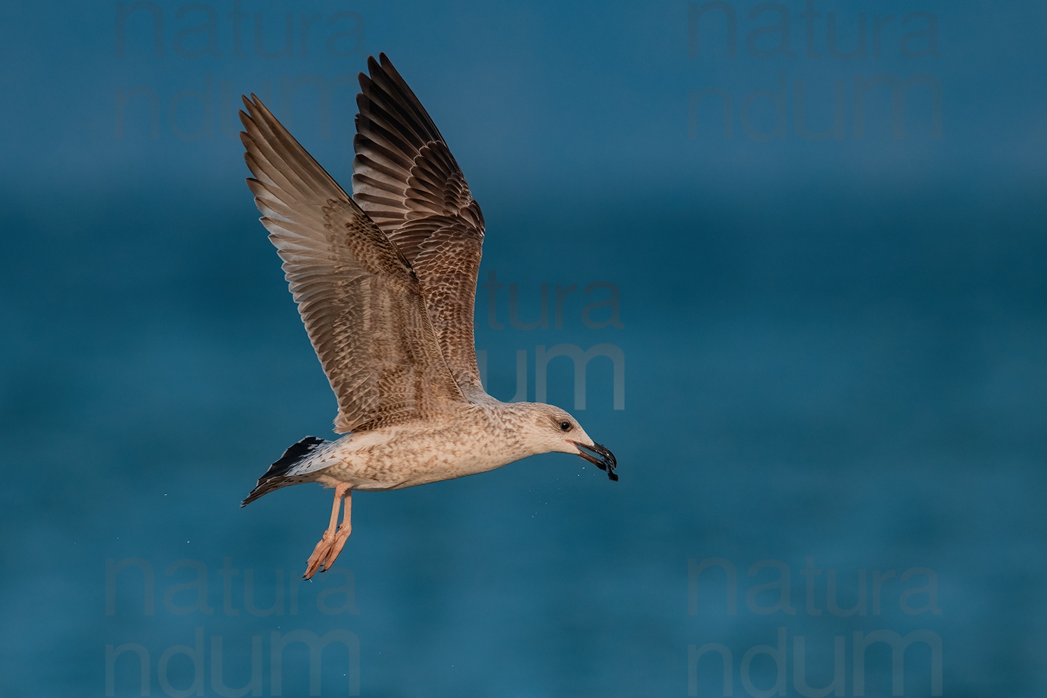 Photos of Yellow-legged Gull (Larus michahellis)