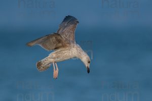 Photos of Yellow-legged Gull (Larus michahellis)