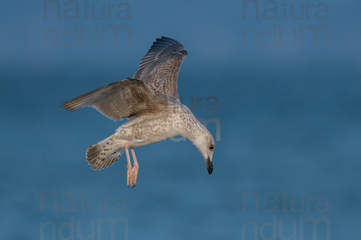 Photos of Yellow-legged Gull (Larus michahellis)