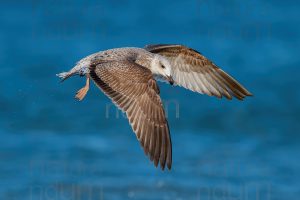 Foto di Gabbiano reale (Larus michahellis)