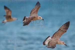 Foto di Gabbiano reale (Larus michahellis)