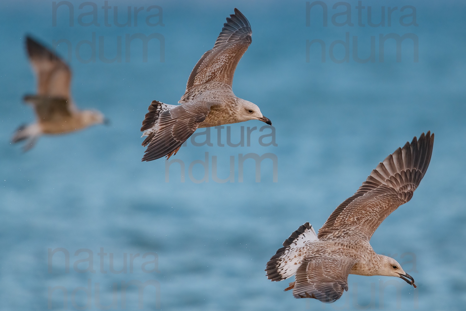 Photos of Yellow-legged Gull (Larus michahellis)