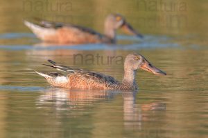 Photos of Northern Shoveler (Spatula clypeata)