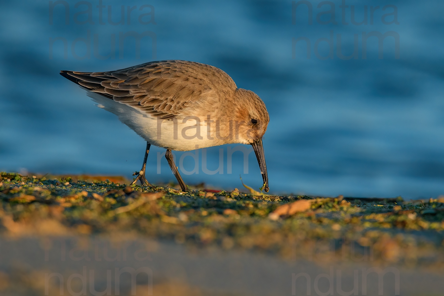 Photos of Dunlin (Calidris alpina)