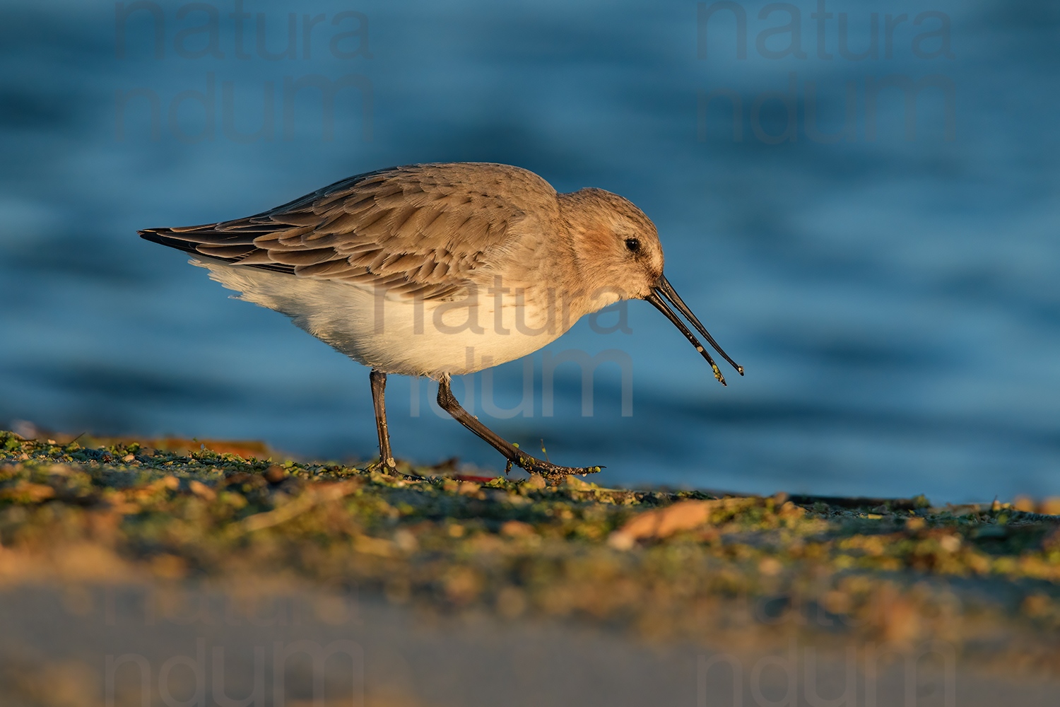 Foto di Piovanello pancianera (Calidris alpina)